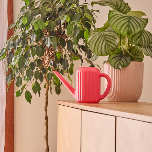 Alpine 1.5L Watering Can Sunset Coral - Image 2